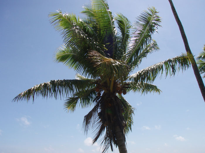 Palm