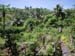 Fruit Garden