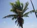 Palm