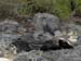 Iguana Family