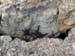 Iguans on the rock