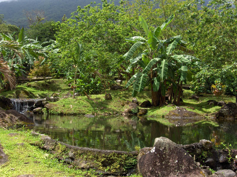 Tropical Garden