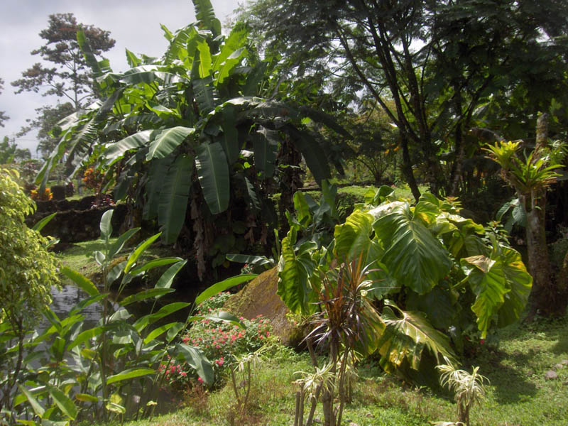 Tropical Scene