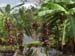 Lovely Garden