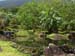 Tropical Garden
