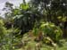 Tropical Scene