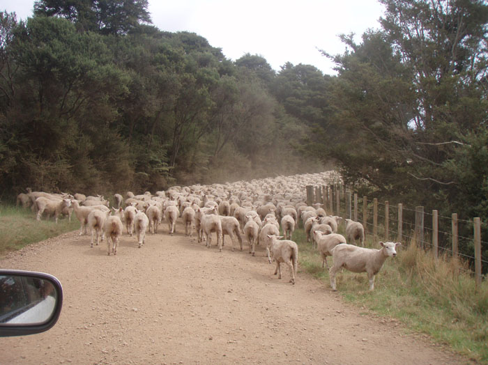Holly sheep shager mate