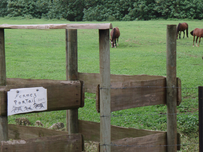 Cute little froggy close the gate sign