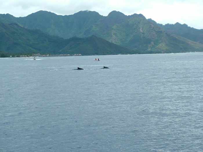 Whales at Moorea