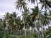Palm forest