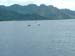 Whales at Moorea